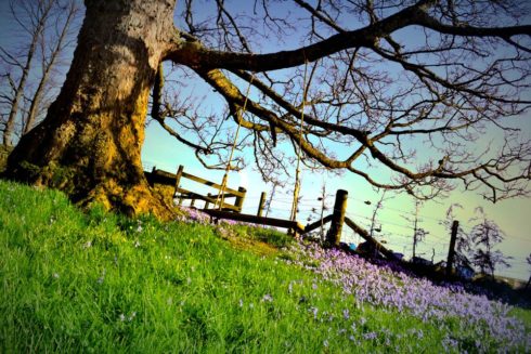 Pciture of Craigellachie Lodge Garden Swing